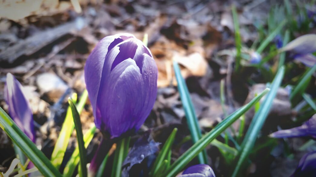 Una domenica tra i campi di zafferano: colori, tradizioni e sapori unici 2 pexels exposureonestudios 360428 Una domenica tra i campi di zafferano: colori, tradizioni e sapori unici