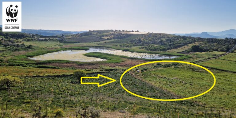 Serradifalco (CL), la denuncia del WWF: Pascolo abusivo nella Riserva del Lago Soprano 5 Soprano pascolo 1 Serradifalco (CL), la denuncia del WWF: Pascolo abusivo nella Riserva del Lago Soprano