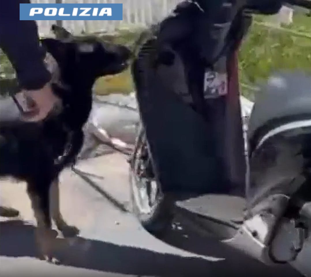 BRISKA FIUTA LA DROGA NELLO SCOOTER 28ENNE TROVATO CON 200 GRAMMI DI MARIJUANA E HASHISH. ARRESTATO DALLA POLIZIA DI STATO 2 Catania. Briska, il cane antidroga che ha fiutato 200 grammi di marijuana e hashish