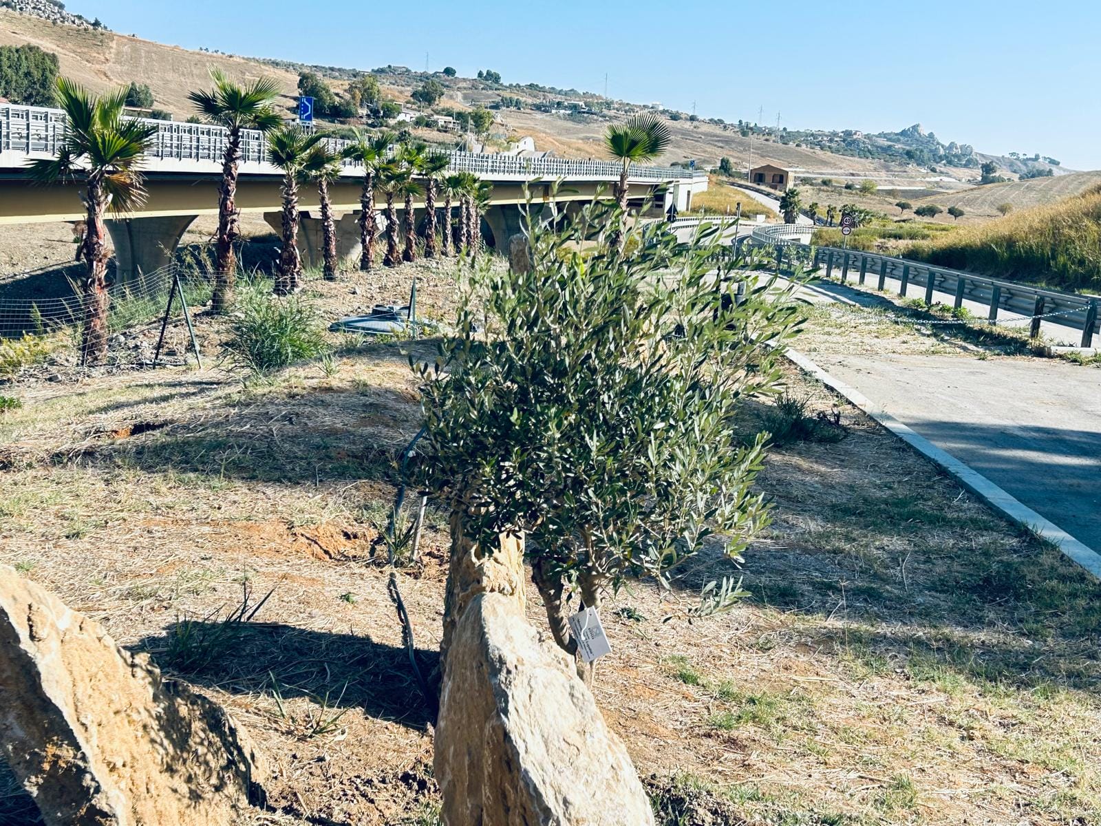 3 Parco Rosario Livatino, piantati 1.000 alberi dedicati alle vittime innocenti di mafia
