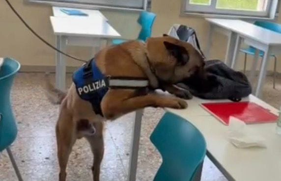 LA SQUADRA CINOFILI DELLA POLIZIA DI STATO TRA I BANCHI DI SCUOLA PER SCONGIURARE LUSO PER FINI PERSONALI E LO SPACCIO DI DROGA TRA GIOVANISSIMI La squadra cinofili tra i banchi di scuola catanesi per scongiurare l'uso e lo spaccio di droghe