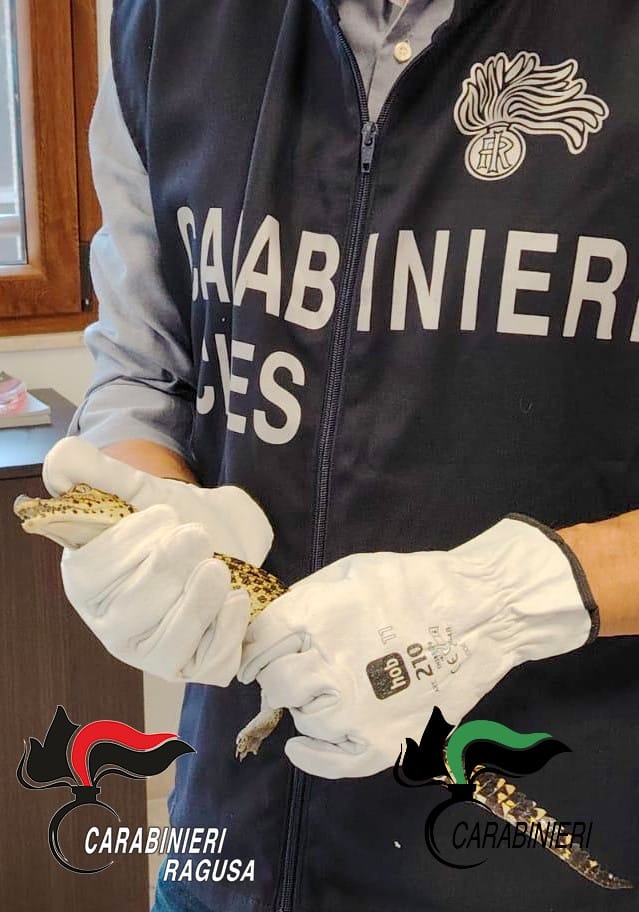 4 Due rari esemplari di coccodrillo, una pistola e un centinaio di piante di marijuana in casa: arrestato 53enne